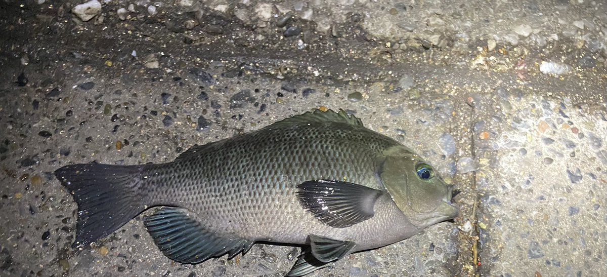 fureyuFishing's tweet photo. メジナ釣れてまんぞく!(メジナはいいぞぉ〜) #26cm https://t.co/iZHOWQVMam