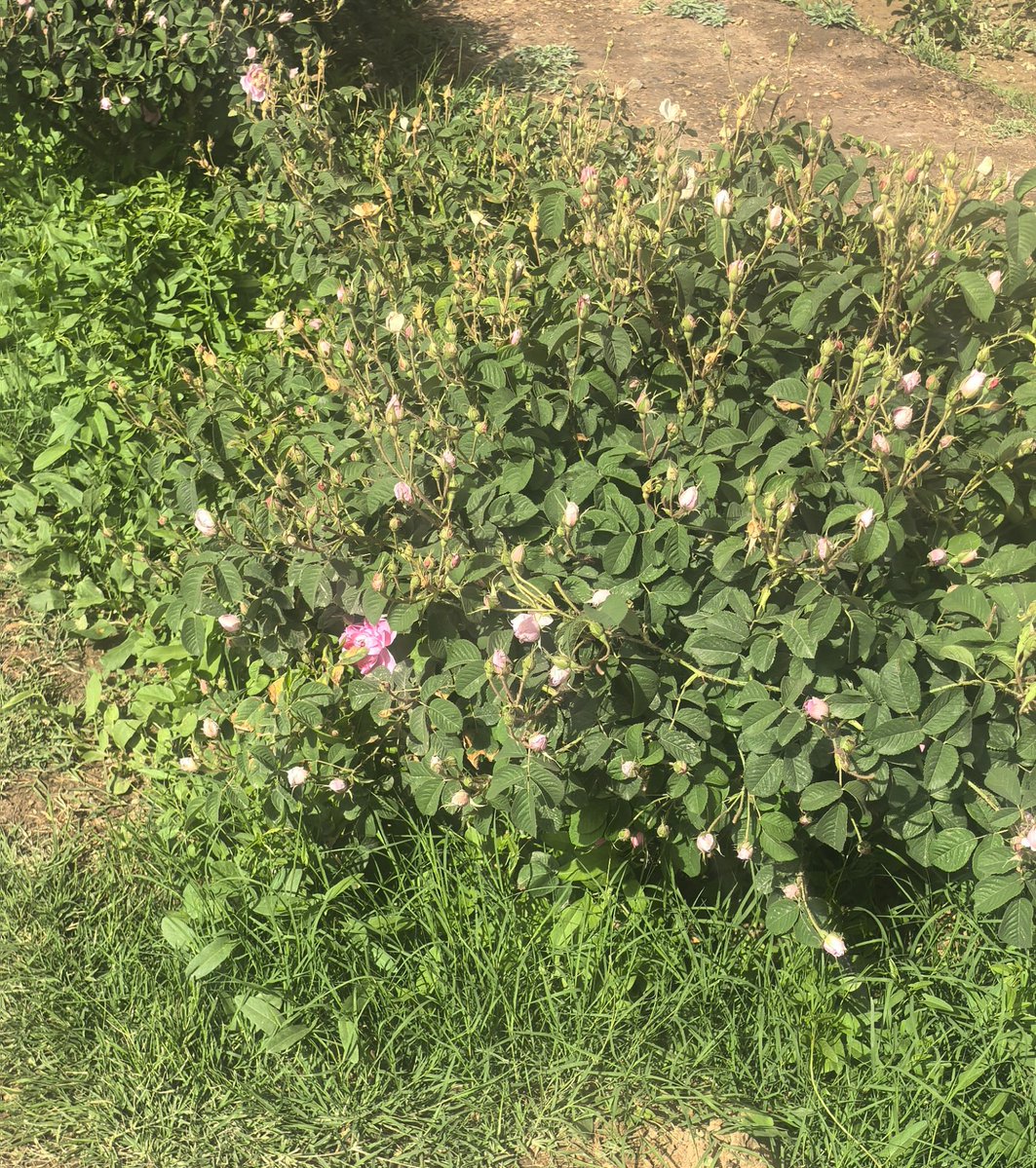 فهد الطويرقي💙💛💙💛 tweet media