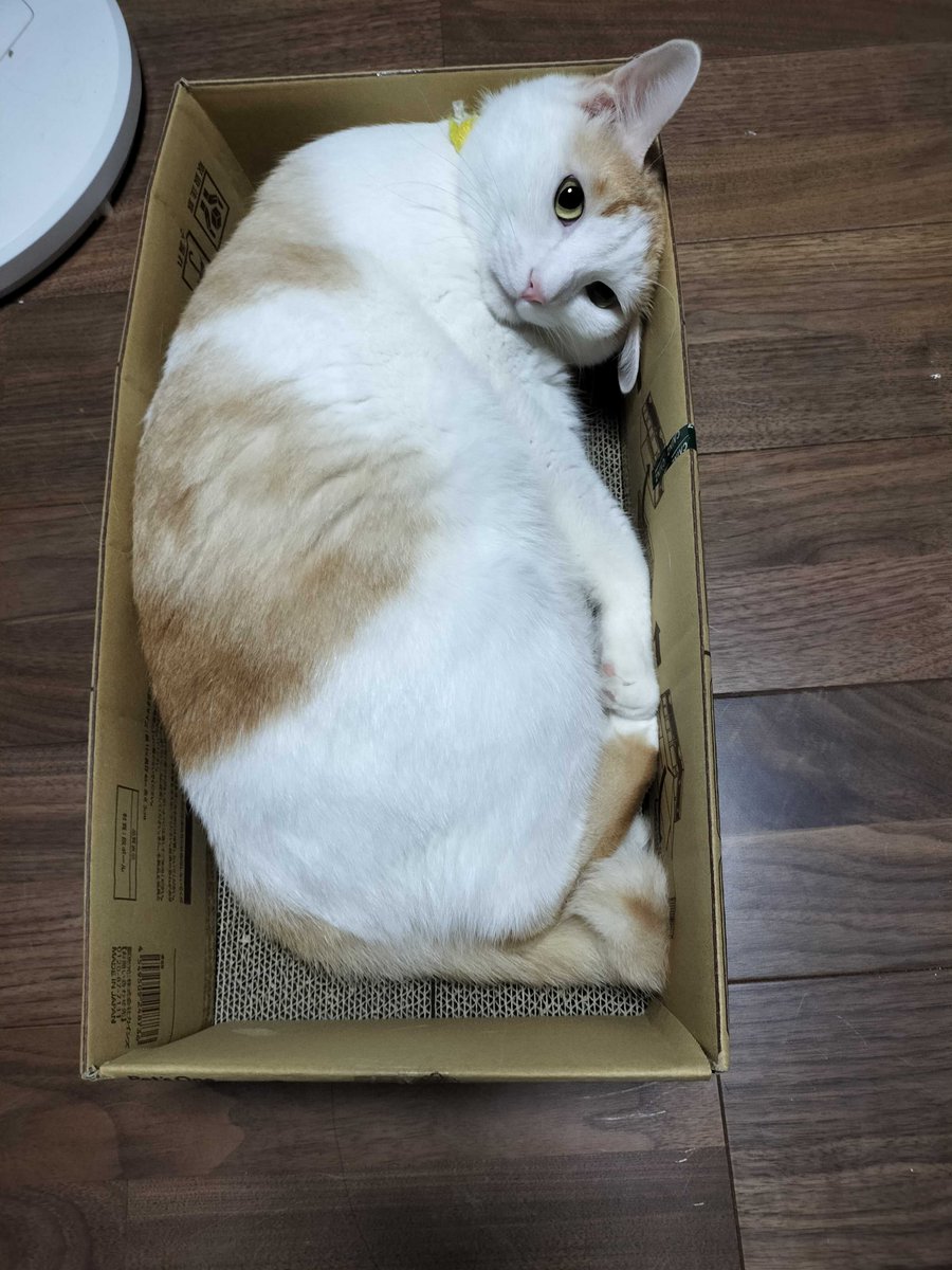 湾岸ミッドナイト スピードイグニッション tweet media