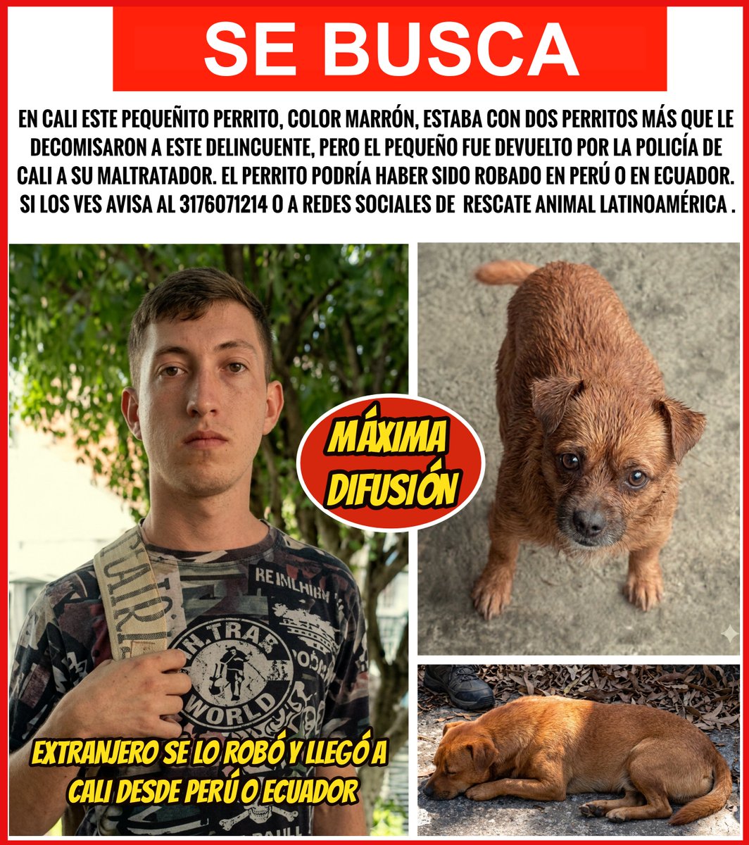 ALCE Perú🐸🐶🐱🐰🐯🐣🐮🐷🐳🐵🐢 tweet media