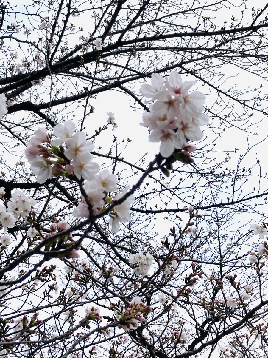 ポメのつるまる&おび(ツルオビ)❤️💙 tweet media