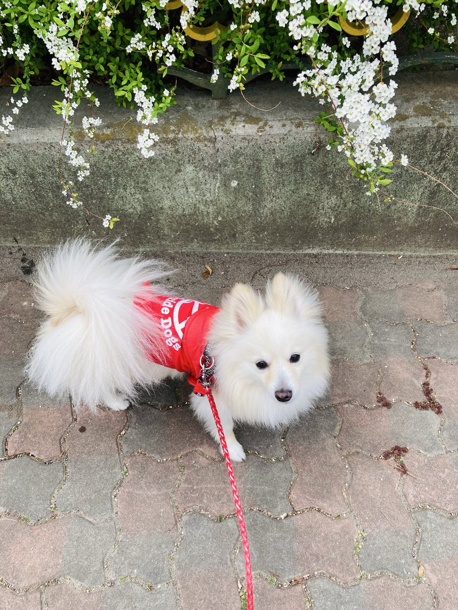 ポメのつるまる&おび(ツルオビ)❤️💙 tweet media