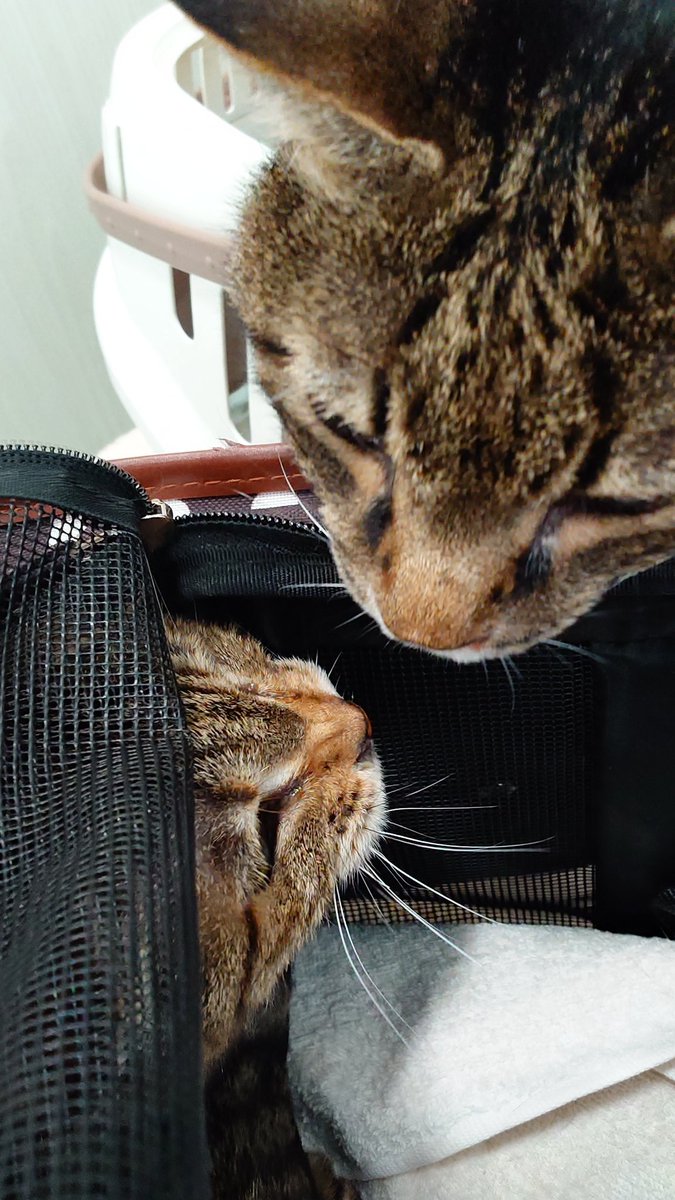 ねこねこ☆😺７🐶1の母♪☆🐱 tweet media