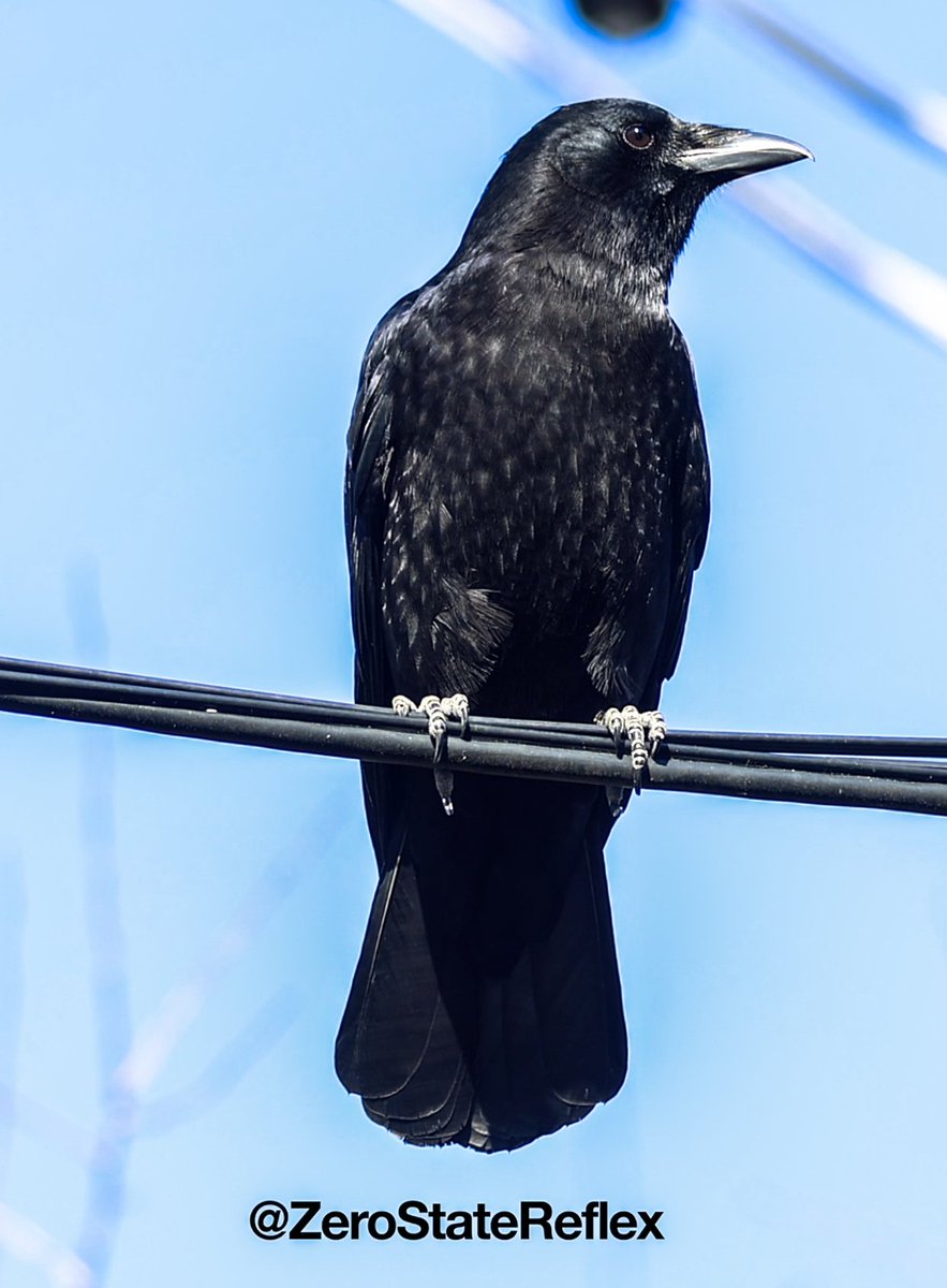 Zero State Reflex tweet media