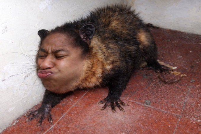 Deivison Zotino tweet media