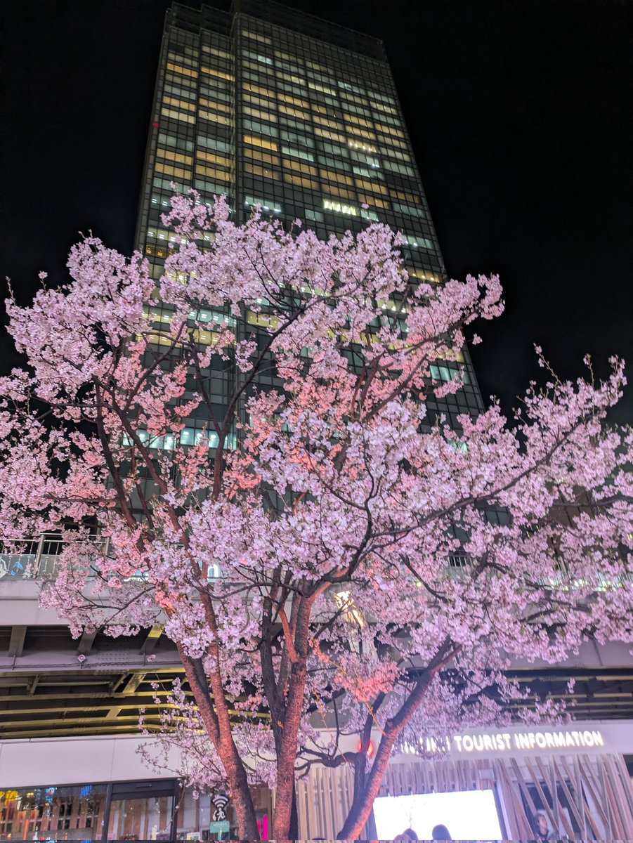 歌舞伎町のチアリーダー（療養中） tweet media