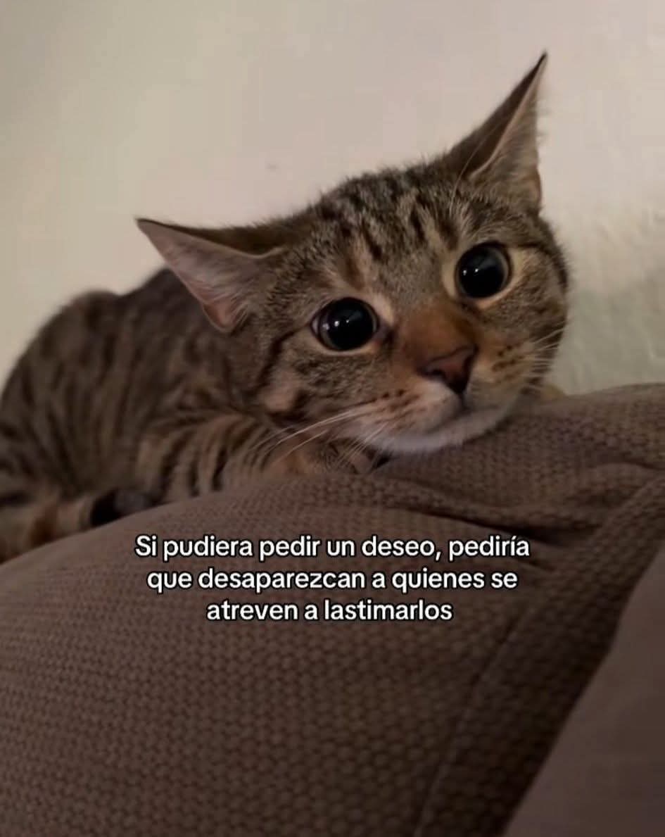 ManuSaenzVolvio's tweet photo. Ese es mi mayor deseo!
🧡 https://t.co/7NkJSkN684