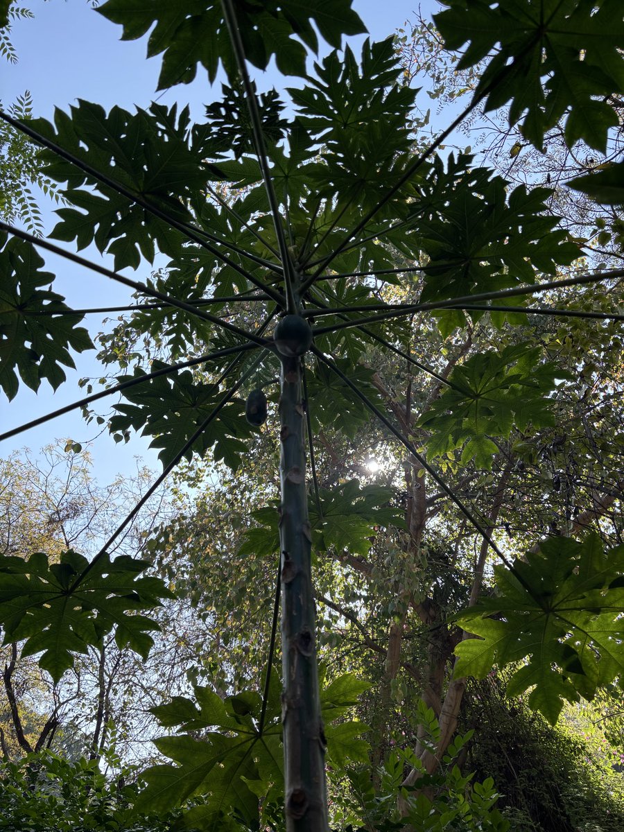 Professor Bindu Puri tweet media