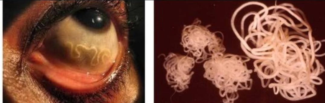 nervemed tweet media