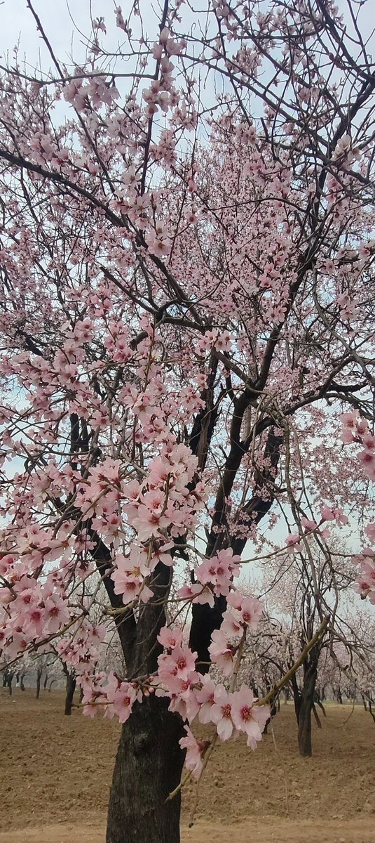 er_basharat_'s tweet photo. @Tahir_A Good morning with this beautiful natural therapy 💕 https://t.co/oLnCADI6ar
