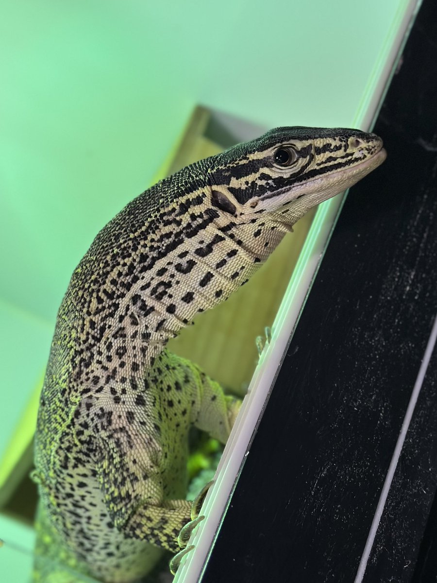 THE REPTILES HOUSE tweet media