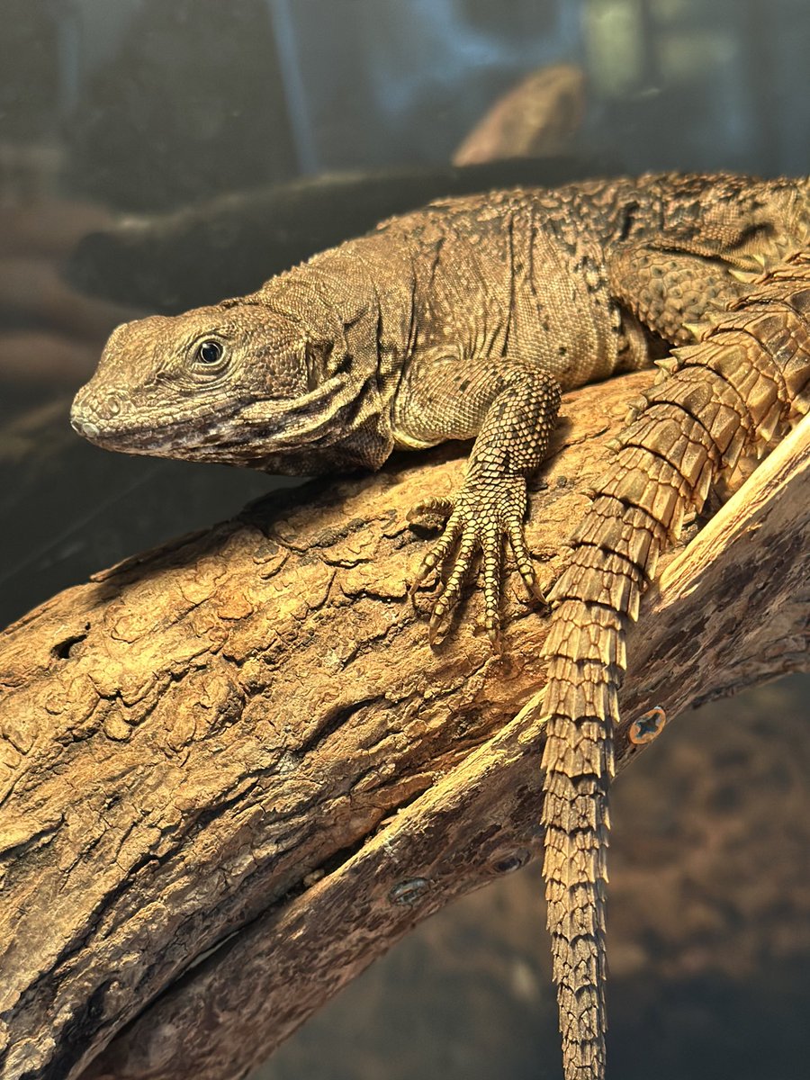THE REPTILES HOUSE tweet media