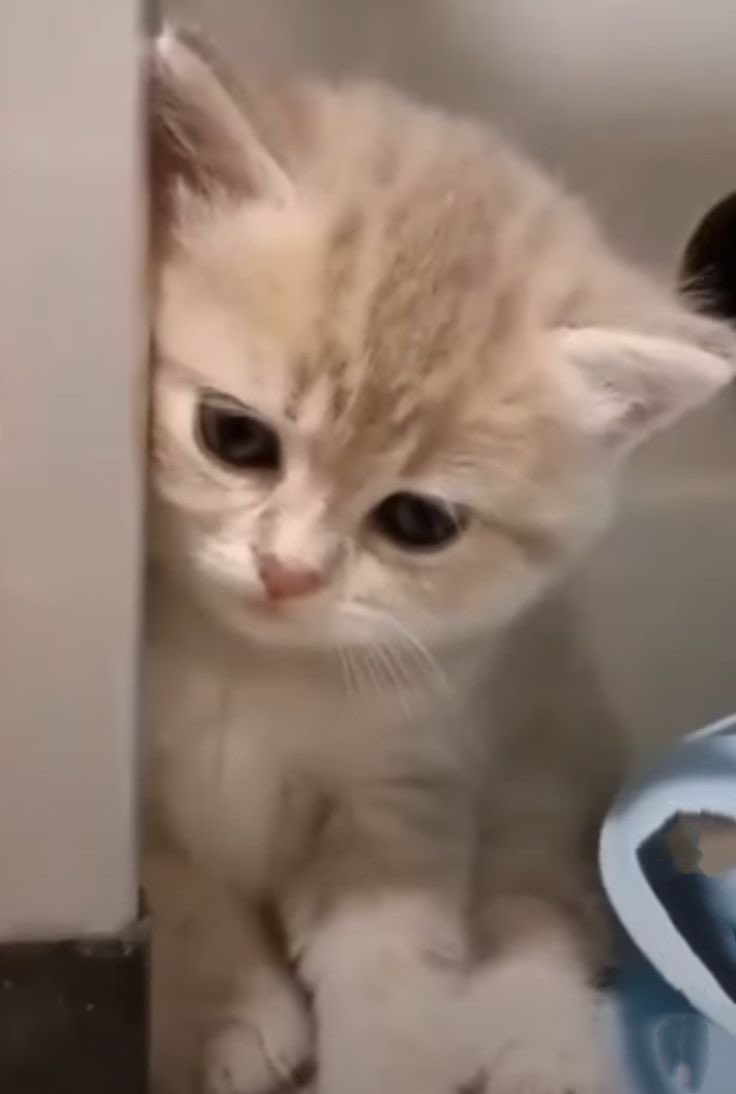 ㅇㅅㅇ | ft. final tweet media