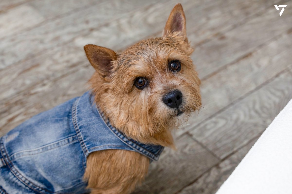 세븐틴(SEVENTEEN) tweet media