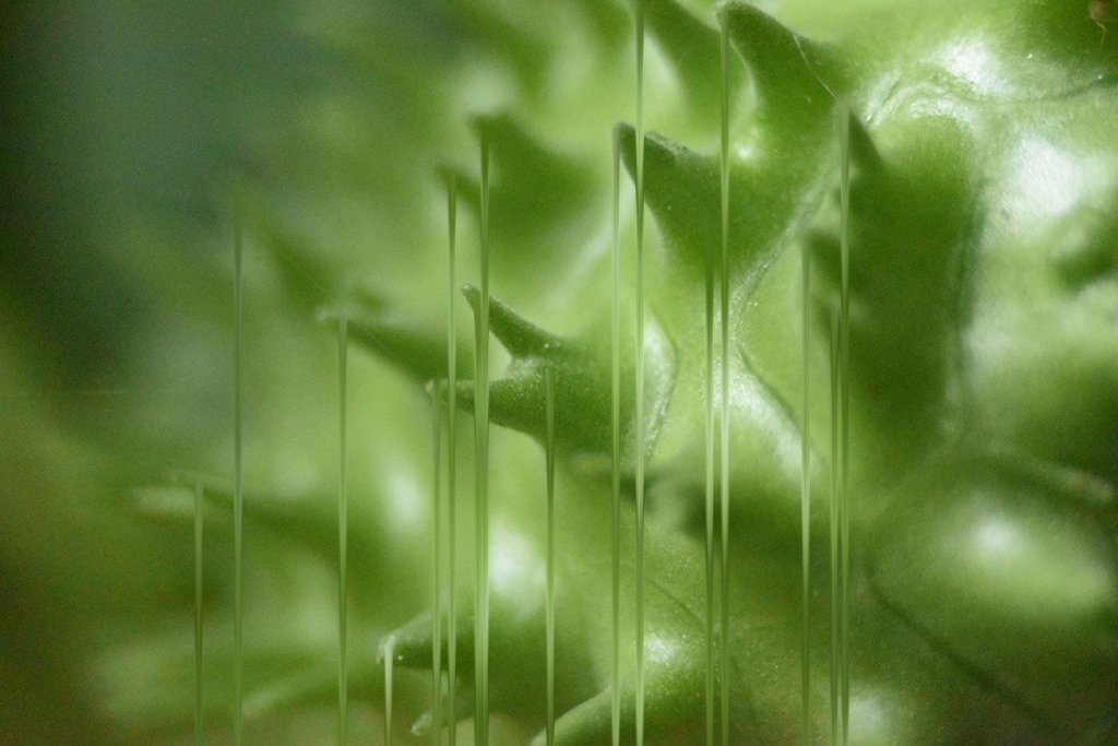 Malicious Sheep tweet media