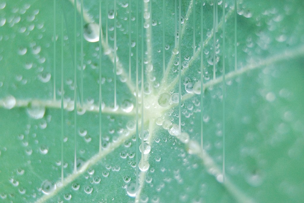 Malicious Sheep tweet media