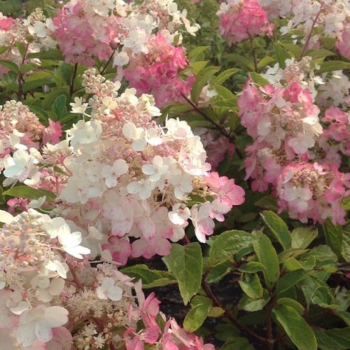 ࣪𓍢 ֶָ sana. 𖦹 tweet media