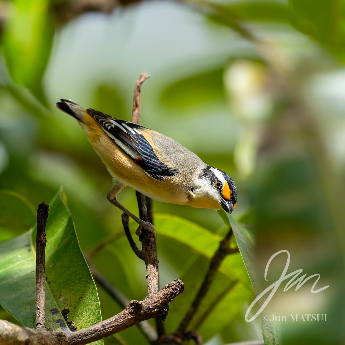 Jun MATSUI tweet media