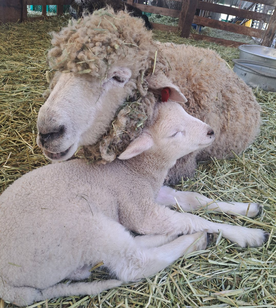 ひつじがりや tweet media