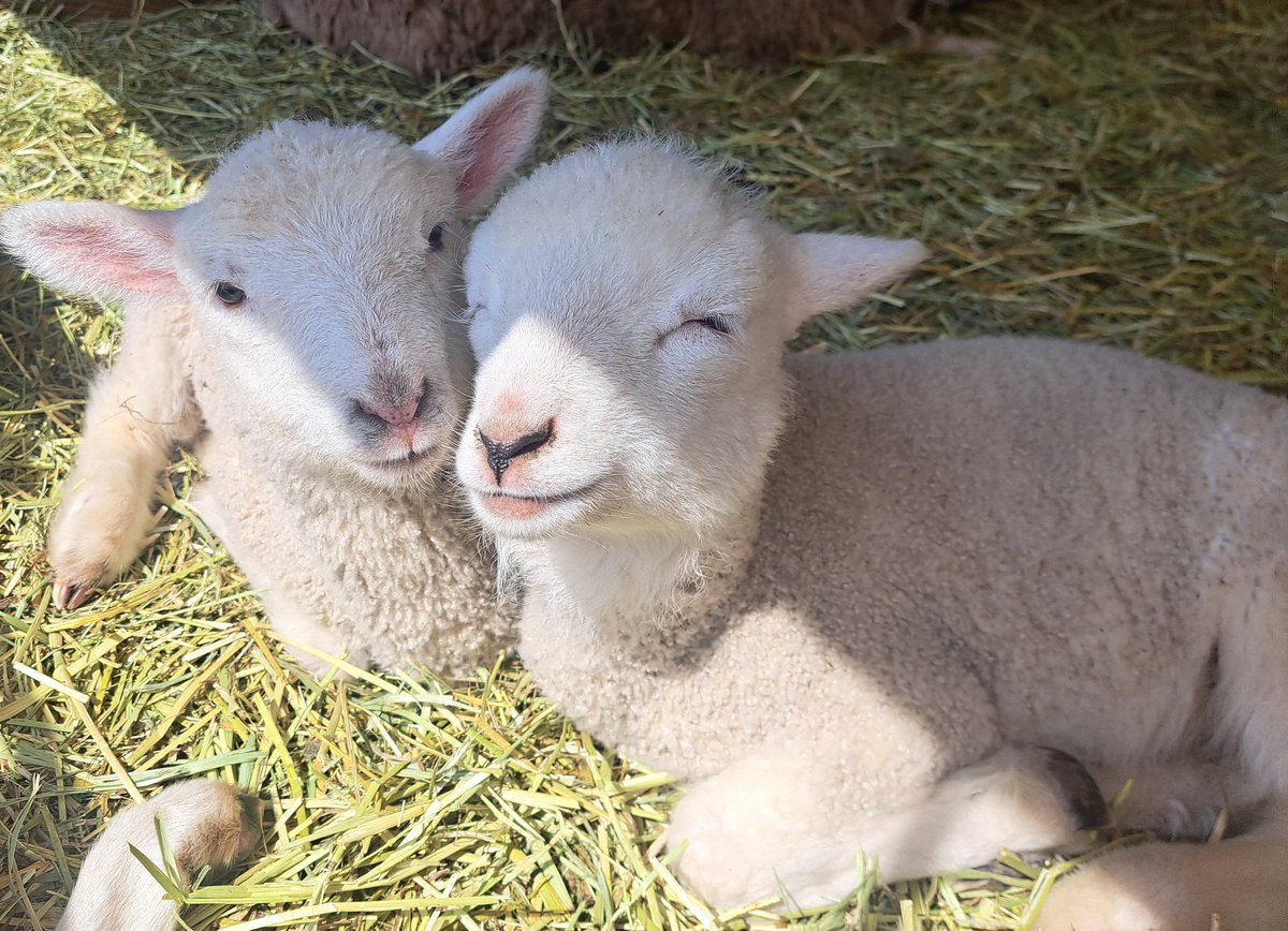 ひつじがりや tweet media