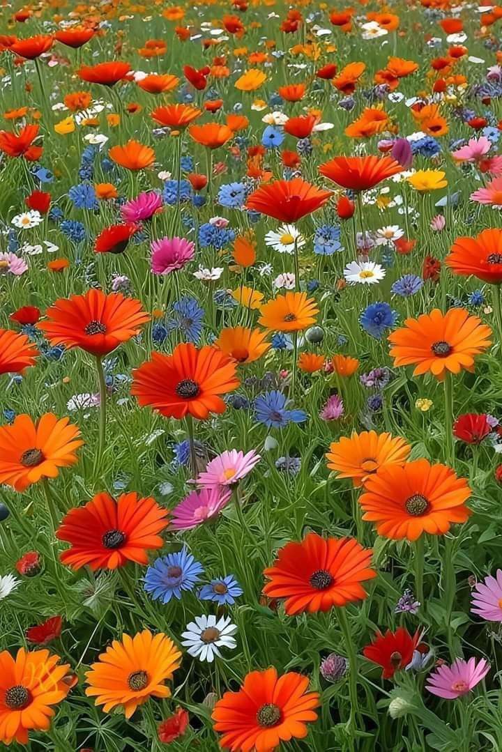 LUVIORIA's tweet image. Sometimes the silence of the morning says this:
Not everything has to stay the same.
But what will change is not time,
it’s the person.
Good morning my friends 🕊️✨.

#goodmorning #wednesdayvibe #life #NatureVibes  #love