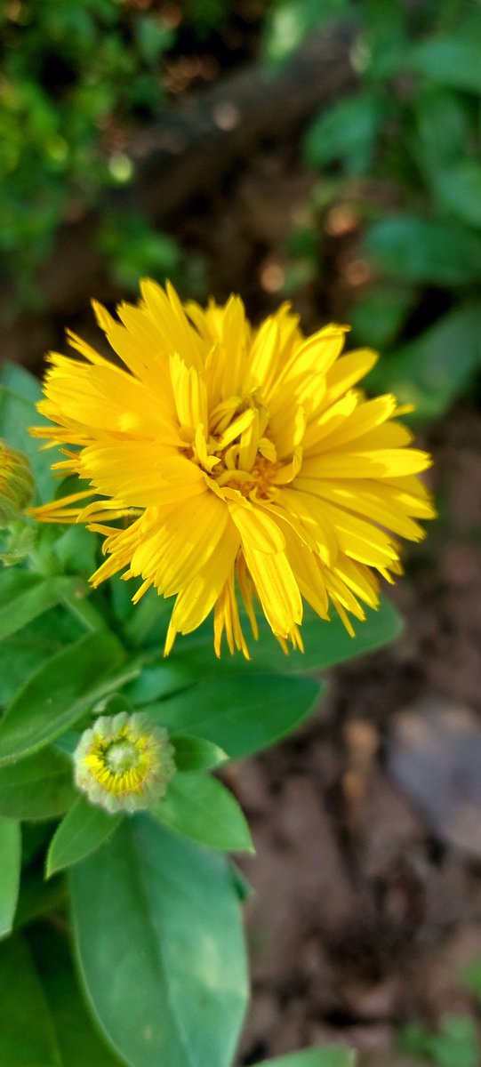 हम हैं हिमाचली tweet media