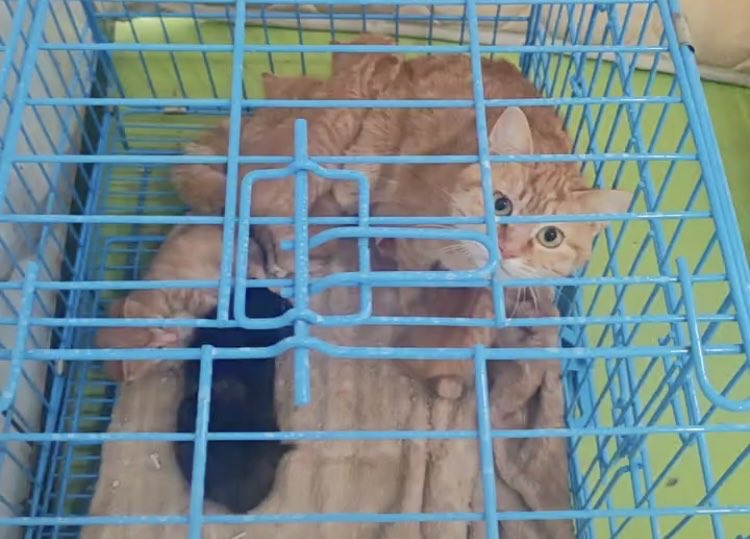 小母猫基本已经脱离危险，之前在医院生小猫的小橘宝母子平安，也算有点好消息。尤其小橘宝难产，花了一天多才生完，当时又很冷，如果是在外面生小猫基本就死了，我的第一只猫就是这么死的，这小崽子运气太好了。相对的我就倒大霉了，一只变六只，花钱如流水。小猫中还有只冒充黑猫的狸花。