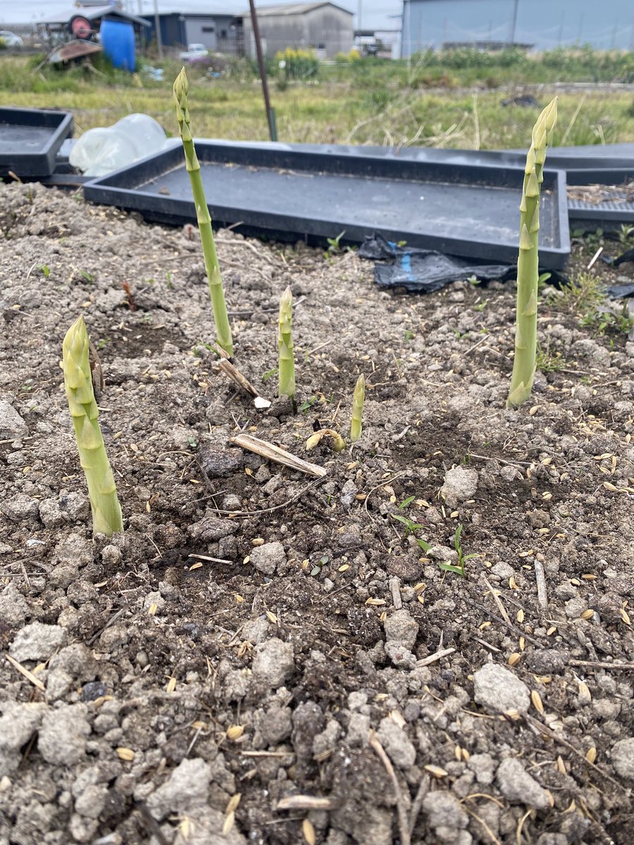 つり勝 tweet media