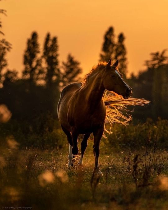 Verdant Gazee tweet media