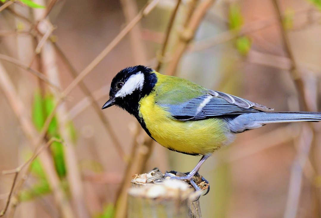 B🌹👋 tweet media