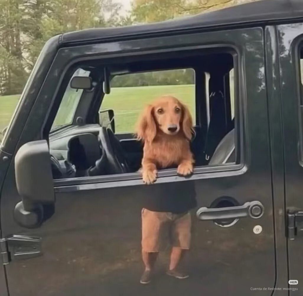 everything dogs 🐶 tweet media