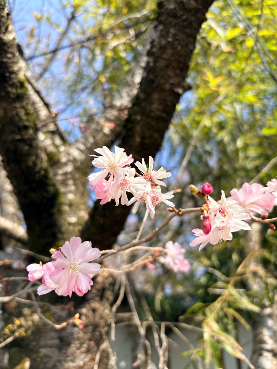 岩手県広聴広報課【サブ】 tweet media