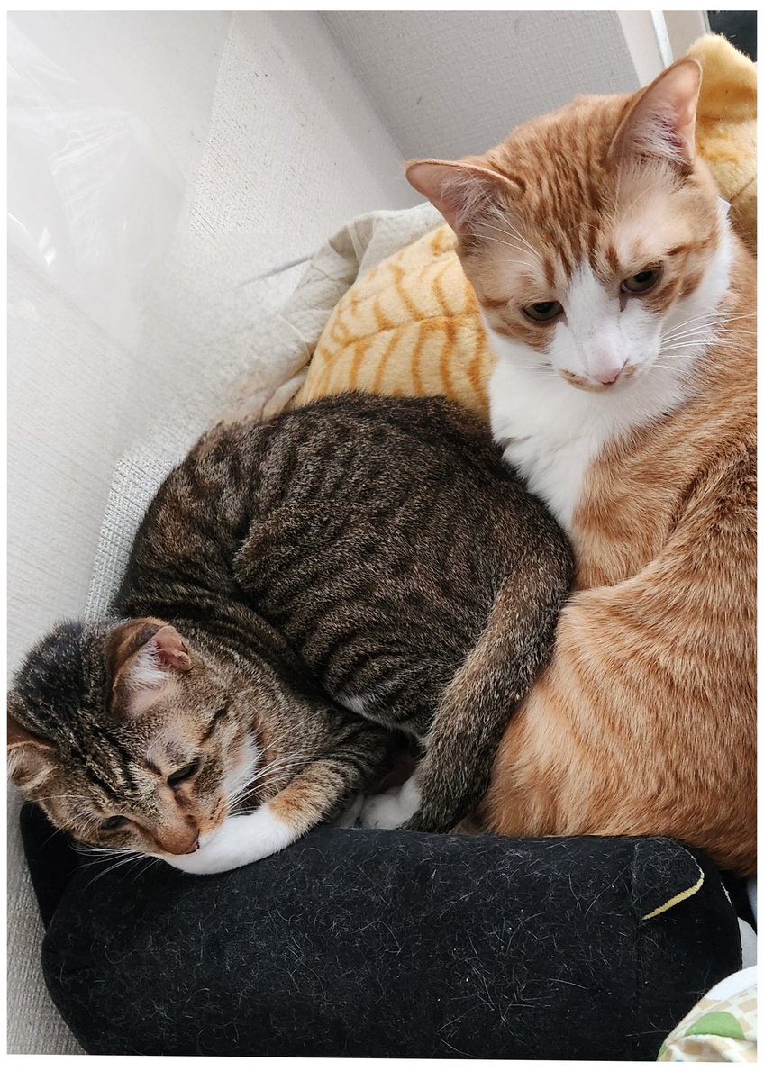 shoppy.w tweet media