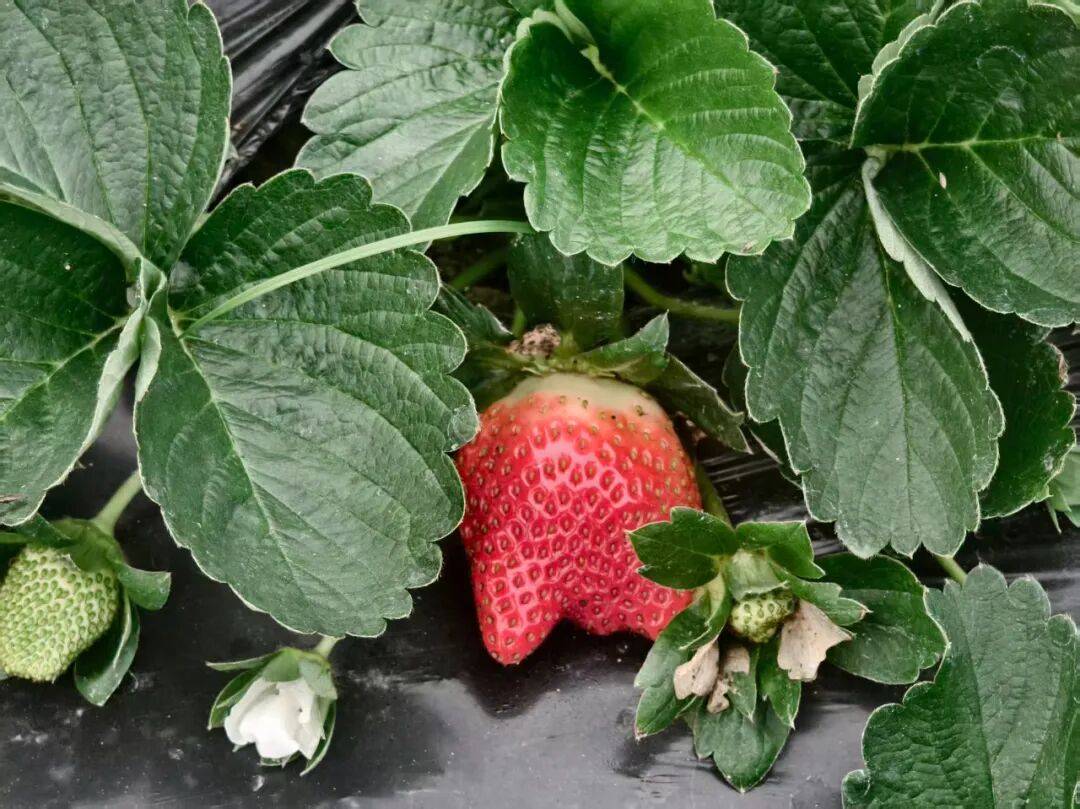 ROBERT ALAN WELKER tweet media