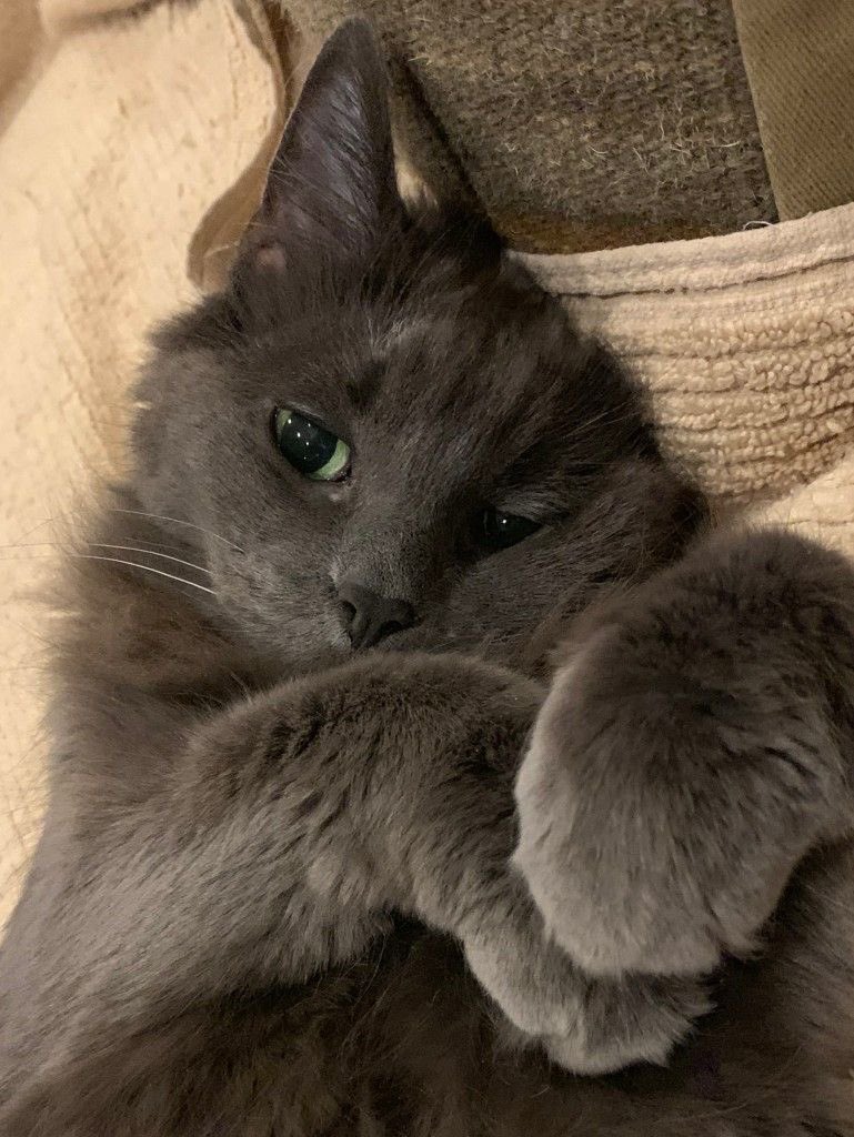 naky as cats 🐈‍⬛ tweet media