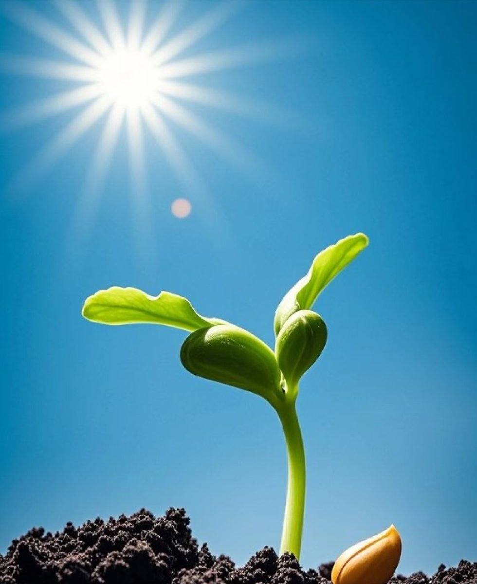 nathan rew tweet media