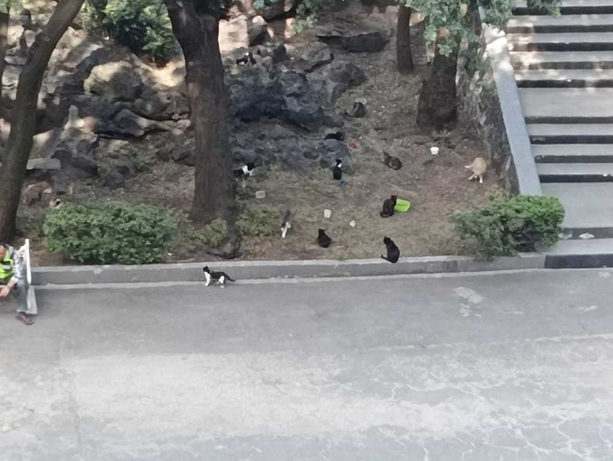 🐾 Arii Benitez 🐾 PELUDOMANIACA tweet media