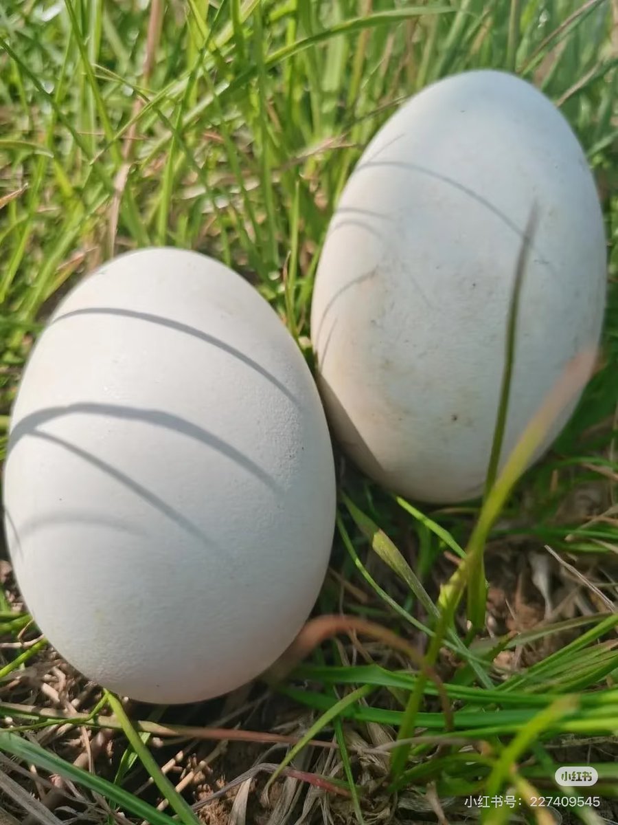 Wang Yinglu Style tweet media