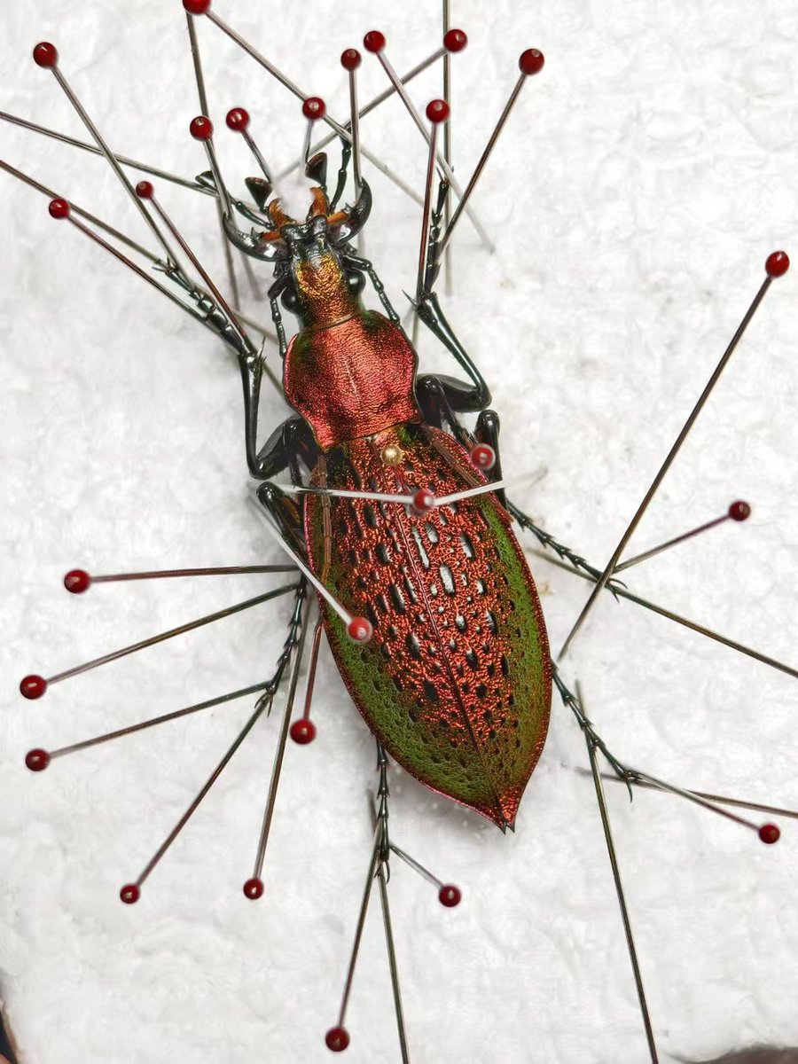 asukaambition's tweet photo. Carabus (Coptolabrus) smaragdinus branickii Taczanowski, 1887
ssp. odaegenesis
From S.Korea Odaesan MT
#Carabus #Coptolabrus #smaragdinus https://t.co/gYakFXaeEi