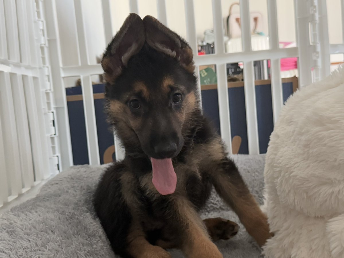 险恶曲奇 tweet media