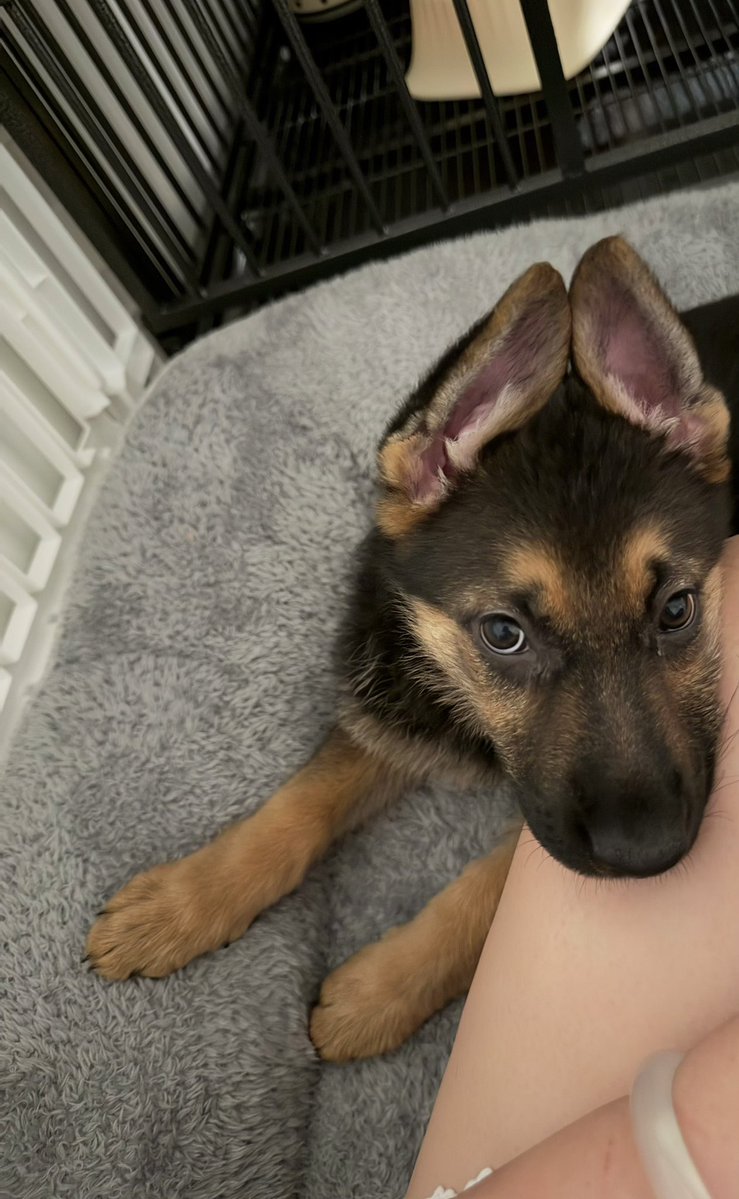 险恶曲奇 tweet media