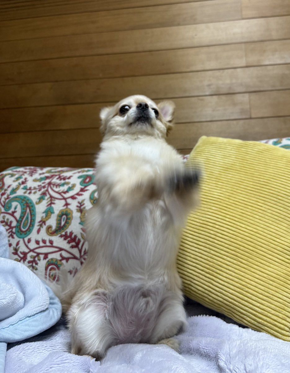 てん（６） tweet media