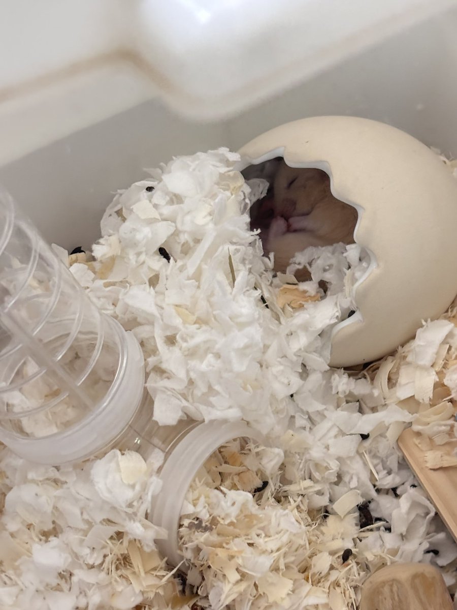 Joooe|NodeZ tweet media