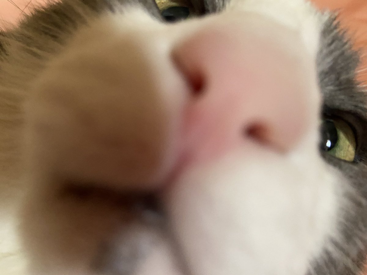 tri-hourly shark tweet media