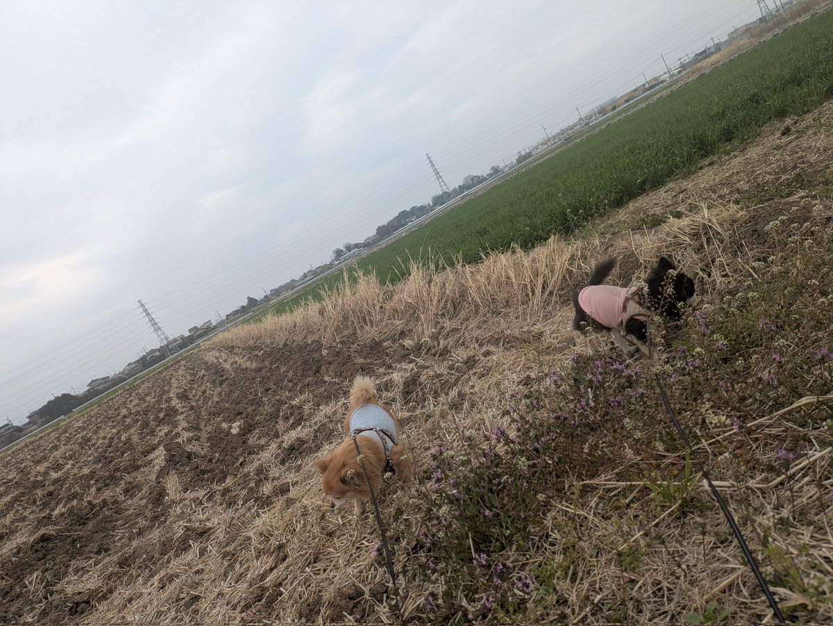 せなっぱ tweet media