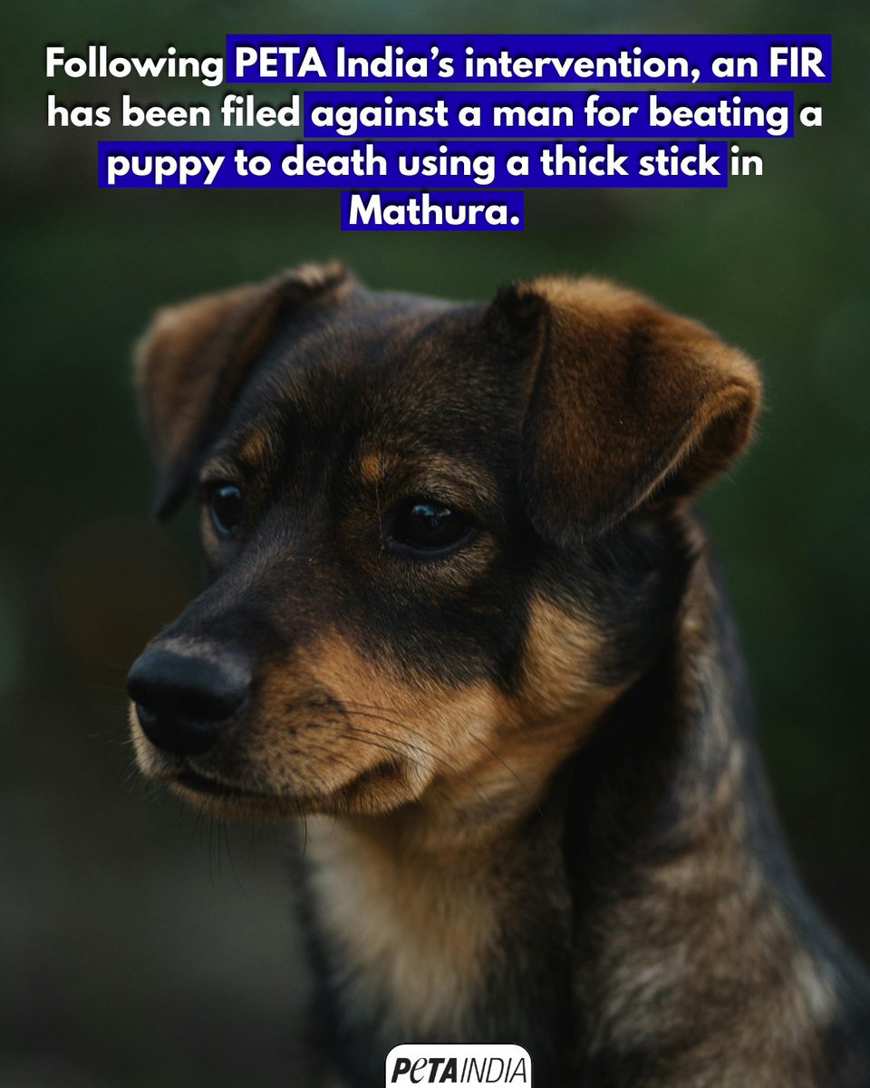 PETA India tweet media