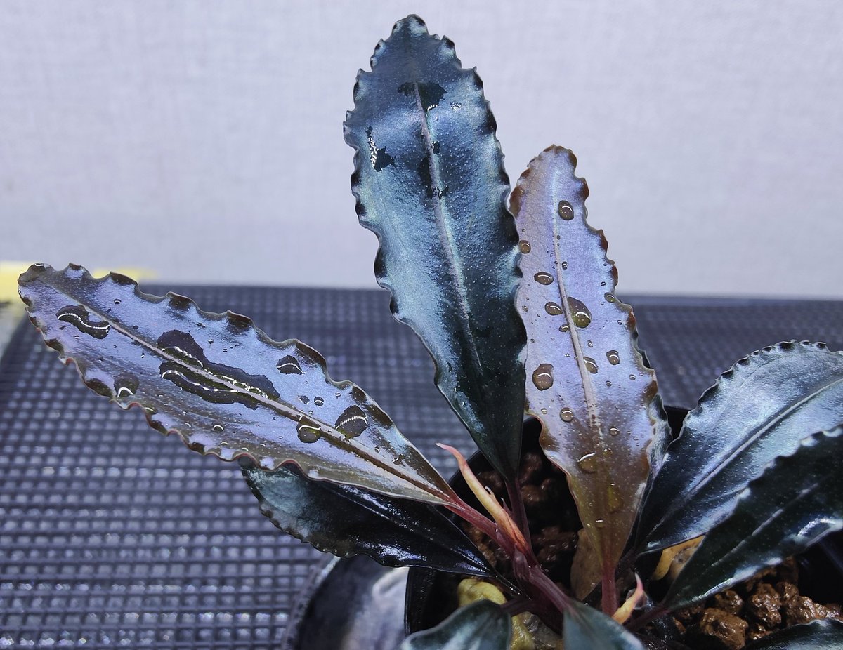 Bucephalandra sp. 