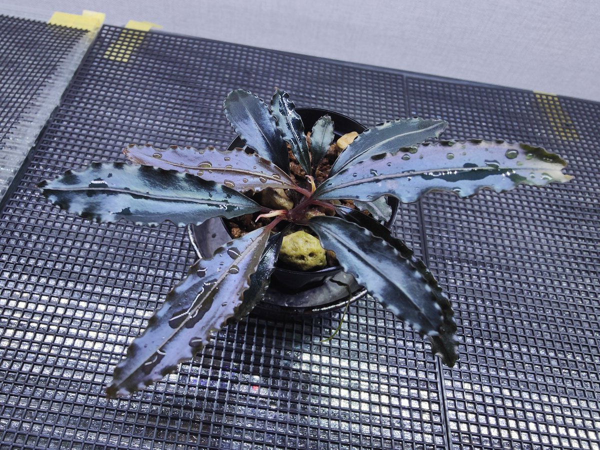 Bucephalandra sp. 