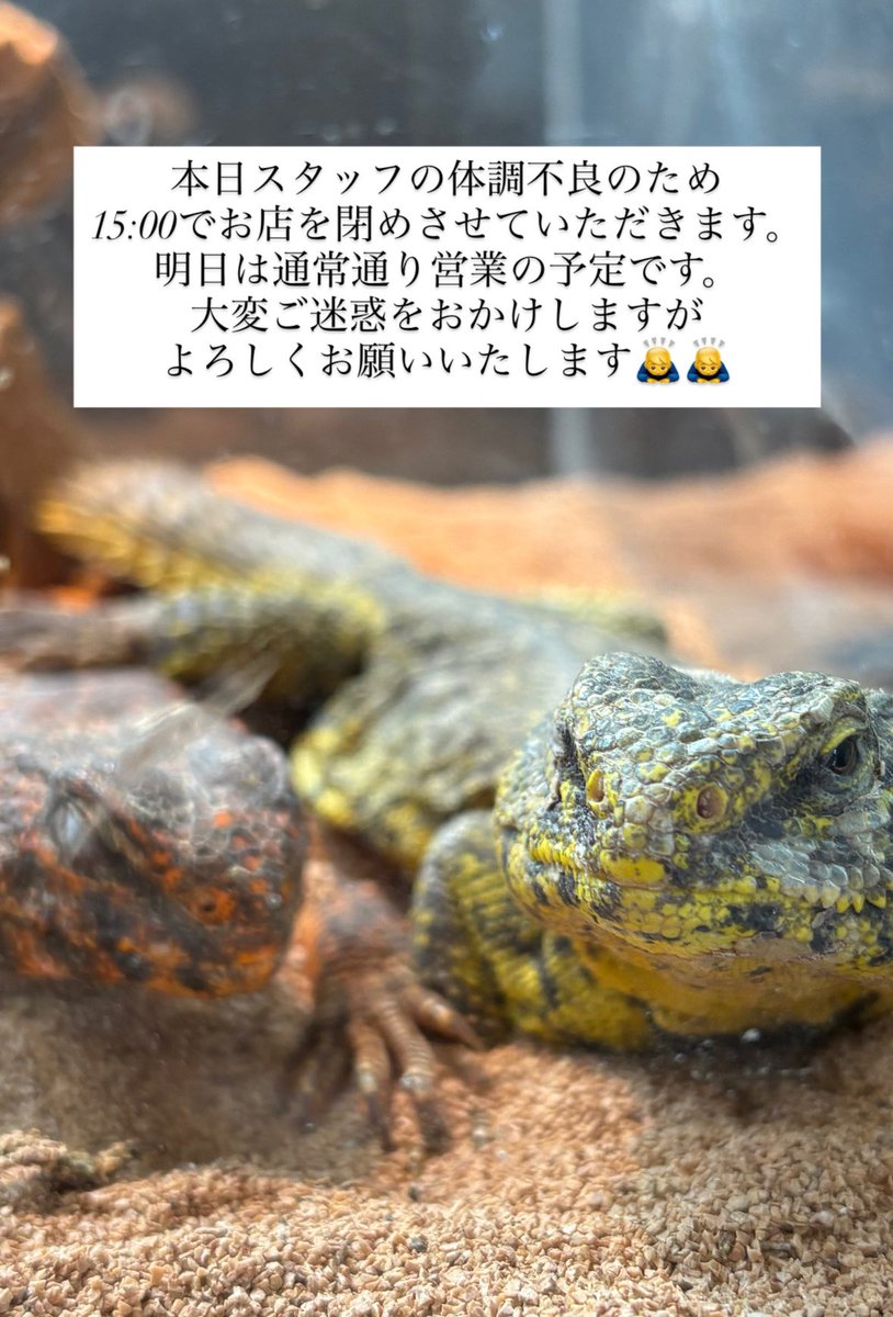 らぼ・桃白白🦎 tweet media