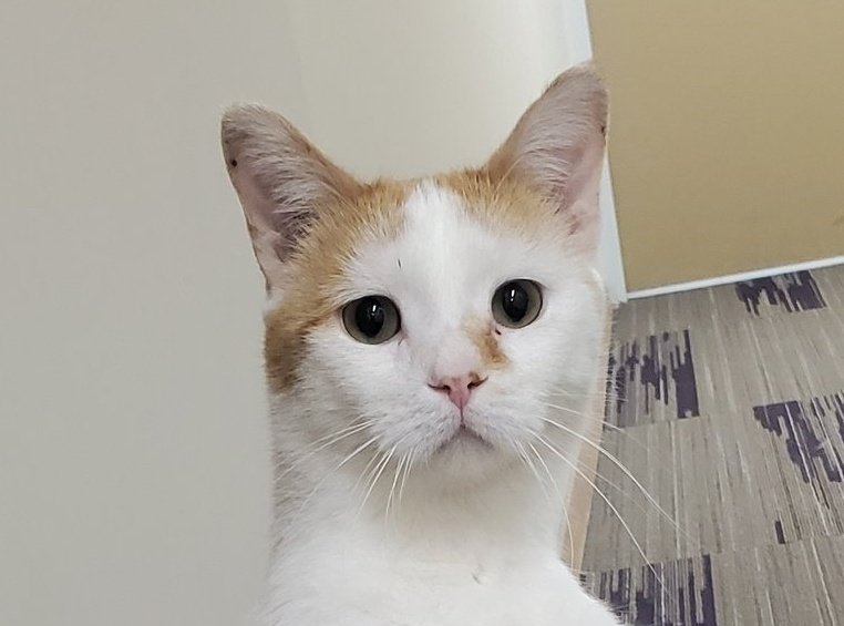 Garbonzo tweet media